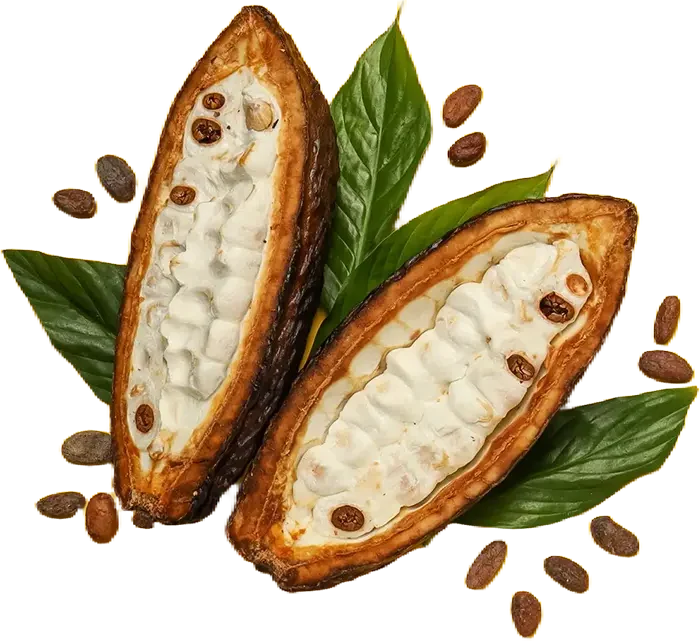 chocolate ecuatoriano en España